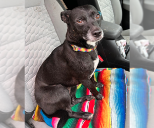 Zoe - Female Chihuahua-Unknown Mix Dog for Adoption - Photo #2
