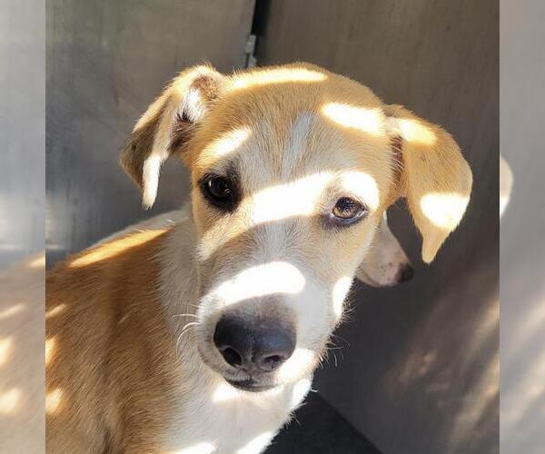 Medium Photo #1 Mutt Puppy For Sale in San Antonio, TX, USA