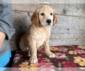 Golden Retriever Puppy for sale in VERMONTVILLE, MI, USA