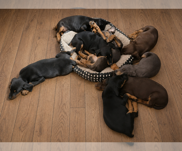 Medium Photo #1 Doberman Pinscher Puppy For Sale in KELLYTON, AL, USA