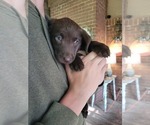Small Photo #20 Labrador Retriever Puppy For Sale in BONAIRE, GA, USA