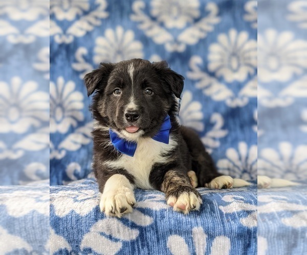 Medium Photo #6 Border Collie Puppy For Sale in KIRKWOOD, PA, USA