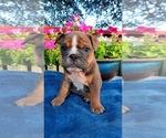 Small Photo #2 Olde English Bulldogge Puppy For Sale in CANYON LAKE, TX, USA