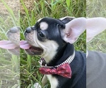 Small Photo #1 French Bulldog Puppy For Sale in SPRINGFIELD, MO, USA