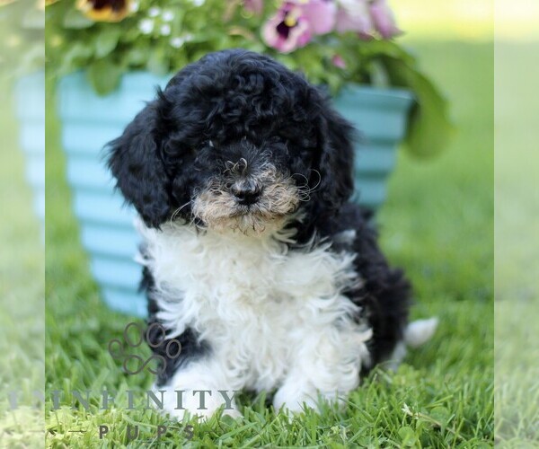 Medium Photo #1 Cavapoo (Miniature) Puppy For Sale in QUARRYVILLE, PA, USA