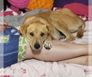 Peach - Female Labrador Retriever-Unknown Mix Dog for Adoption - Photo #6