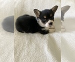 Puppy Sara Pembroke Welsh Corgi