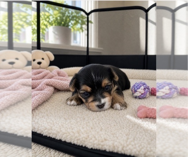 Medium Photo #8 Morkie Puppy For Sale in CHICAGO, IL, USA