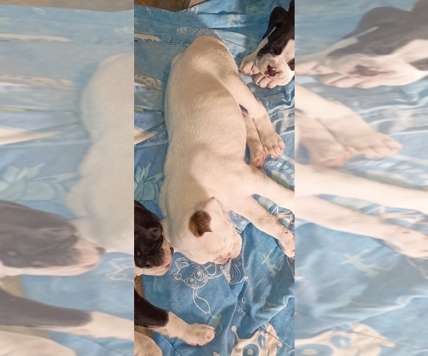 Medium Photo #3 Boxer Puppy For Sale in WILDWOOD, FL, USA