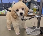 Image preview for Ad Listing. Nickname: Little Girl