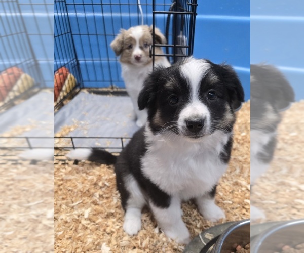 Medium Photo #5 Miniature Australian Shepherd Puppy For Sale in ADAIR VILLAGE, OR, USA