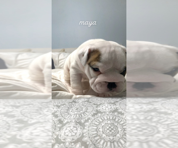 Medium Photo #2 English Bulldog Puppy For Sale in HAMBURG, NJ, USA