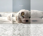 Small Photo #2 English Bulldog Puppy For Sale in HAMBURG, NJ, USA