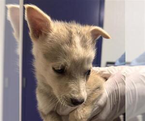 Siberian Husky Dogs for adoption in Bakersfield, CA, USA