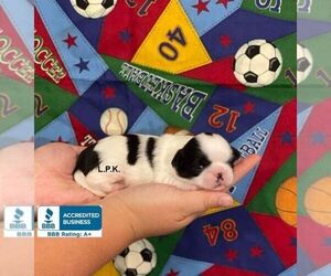 Shih Tzu Puppy for sale in WINNSBORO, LA, USA