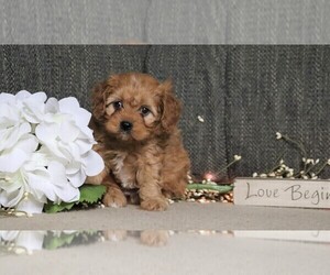 Cavapoo Puppy for sale in FREDERICKSBG, OH, USA