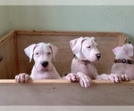 Small Photo #5 Dogo Argentino Puppy For Sale in MIAMI, FL, USA
