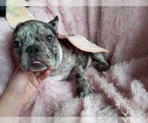 French Bulldog Puppy for sale in BOSTON, MA, USA