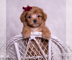 Small Photo #72 Maltipoo (Miniature) Puppy For Sale in WARSAW, IN, USA