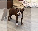 Small #2 Boston Terrier