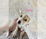 Small #3 Australian Shepherd Mix