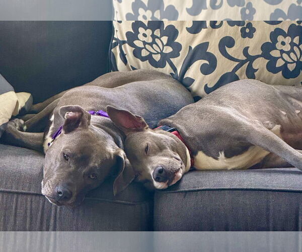 Medium Photo #37 Mutt Puppy For Sale in Mount Laurel, NJ, USA