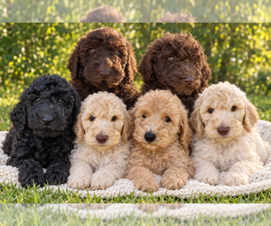 Poodle (Standard) Litter for sale in STONEVILLE, NC, USA