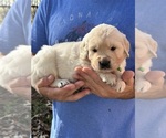 Puppy Polar Golden Retriever