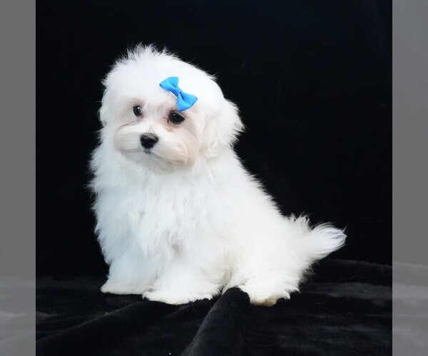 Medium Photo #9 Maltese Puppy For Sale in ROCK VALLEY, IA, USA