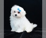 Small #8 Maltese