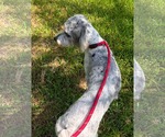 Small #2 Poodle (Standard) Mix