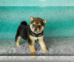 Puppy Amber Shiba Inu
