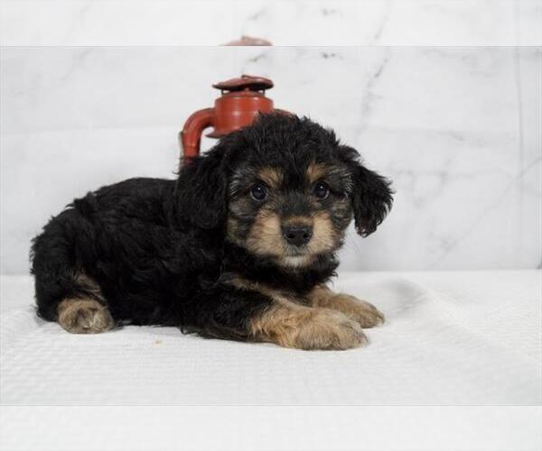 Medium Photo #5 Cavalier King Charles Spaniel-Poodle (Toy) Mix Puppy For Sale in RICHMOND, IL, USA