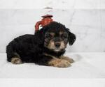 Small #4 Cavalier King Charles Spaniel-Poodle (Toy) Mix