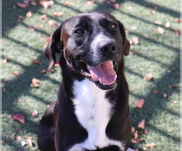 Medium Photo #3 Collie-Labrador Retriever Mix Puppy For Sale in McKinney, TX, USA