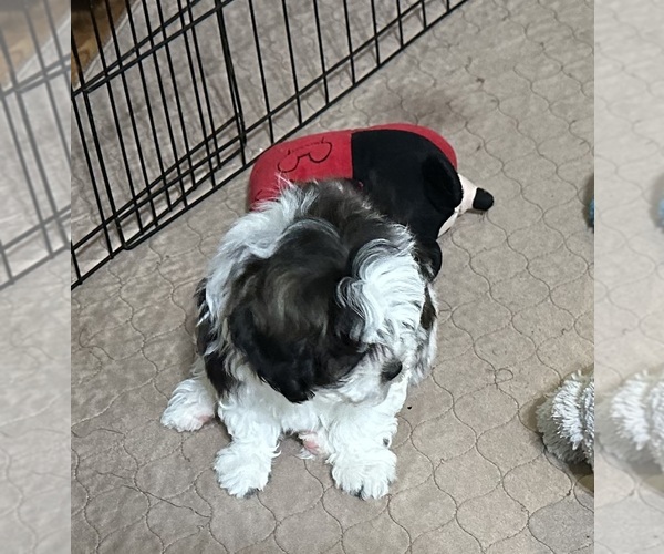 Medium Photo #2 ShihPoo Puppy For Sale in GLOUCESTER, VA, USA
