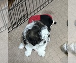 Small #1 ShihPoo
