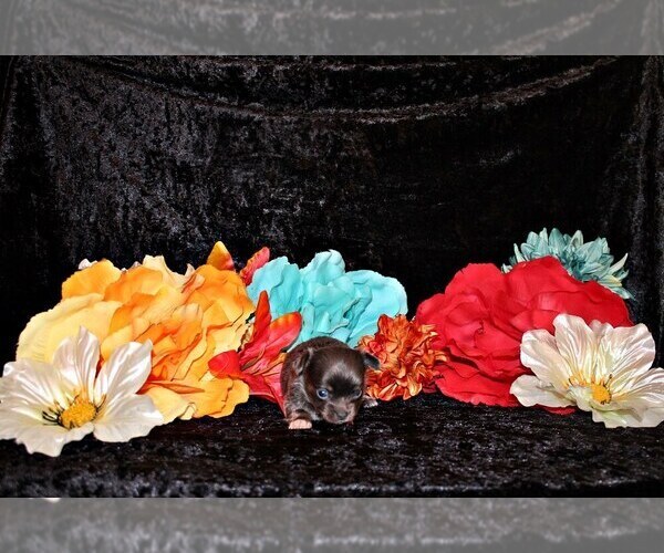 Medium Photo #15 Chihuahua Puppy For Sale in CHARLESTON, AR, USA