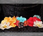 Small Photo #15 Chihuahua Puppy For Sale in CHARLESTON, AR, USA