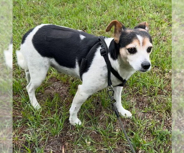 Medium Photo #1 Jack Russell Terrier-Unknown Mix Puppy For Sale in Tarrytown, GA, USA