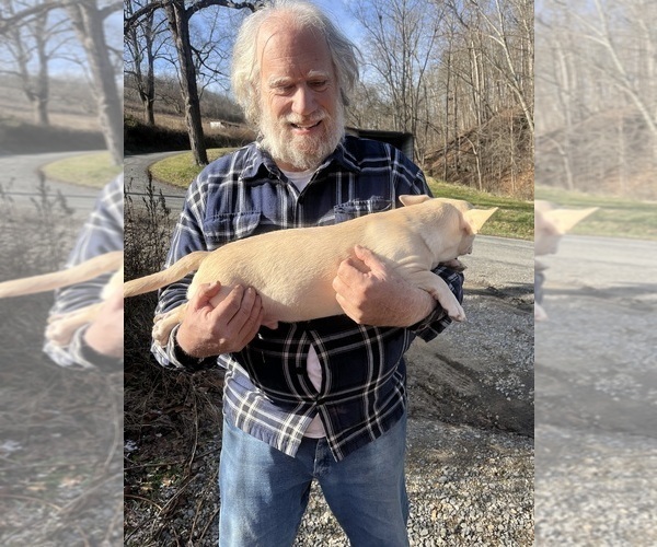 Medium Photo #79 French Bullhuahua Puppy For Sale in SPRAGGS, PA, USA