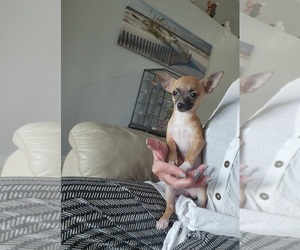 Chihuahua Puppy for Sale in CAPE CORAL, Florida USA