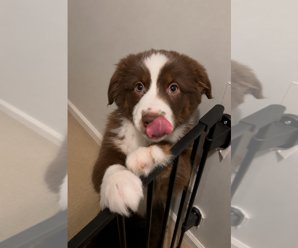 Medium Photo #17 Miniature American Shepherd Puppy For Sale in HURT, VA, USA