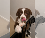 Puppy Pink Miniature American Shepherd