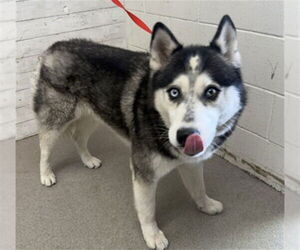 Siberian Husky Dogs for adoption in San Bernardino, CA, USA