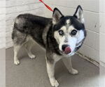 Small Siberian Husky