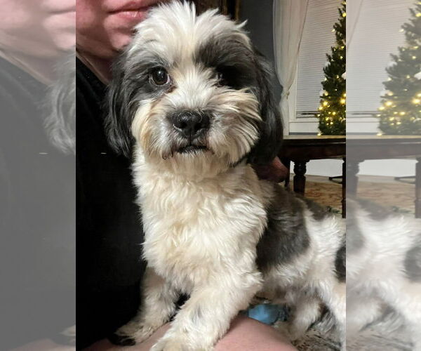 Medium Photo #1 Shih Tzu-Unknown Mix Puppy For Sale in Grafton, WI, USA