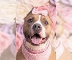 Small #1 American Bulldog Mix