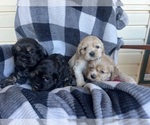 Small Photo #6 Cocker Spaniel Puppy For Sale in FRANKLIN, NC, USA