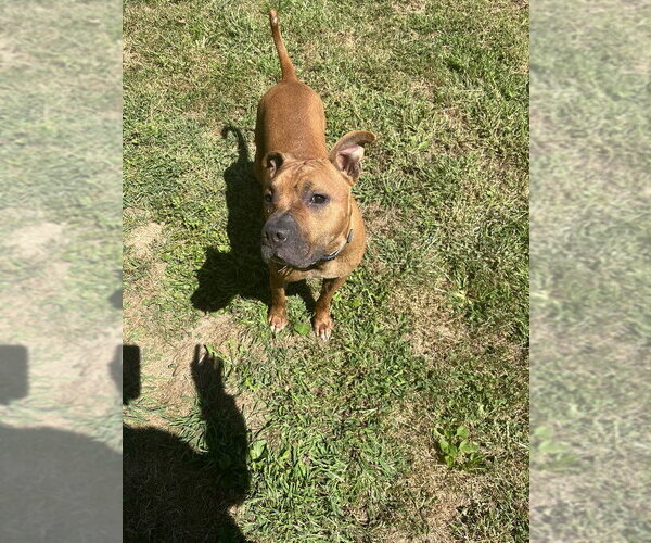 Medium Photo #2 Mutt Puppy For Sale in Osgood, IN, USA